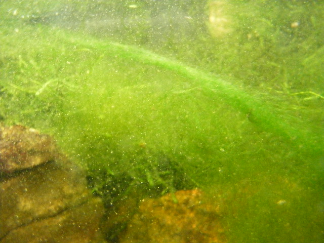 fluido Arco iris Acumulación Tipos de algas y su control | Plantiber