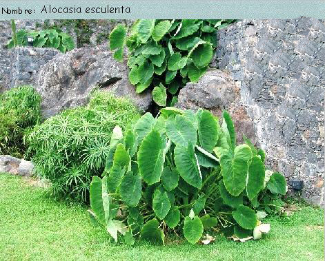 alocasia%20esculenta.jpg