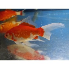 CARPA GOLDFISH 16 cm surtido