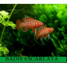 BADIS ESCARLATA