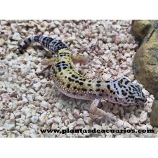 GECKO LEOPARDO