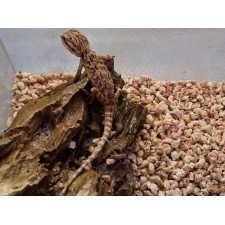 POGONA VITTICEPS