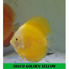 PEZ DISCO GOLDEN YELLOW 9 cm