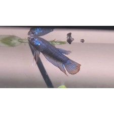 Betta imbellis 5-6 cm (pareja)