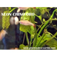 Neón chino Oro