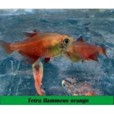 Tetra flammeus orange