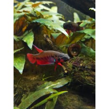 Betta rubra (PAREJA)