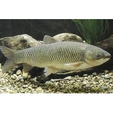 AMUR (CARPA COMEALGAS) 8CM