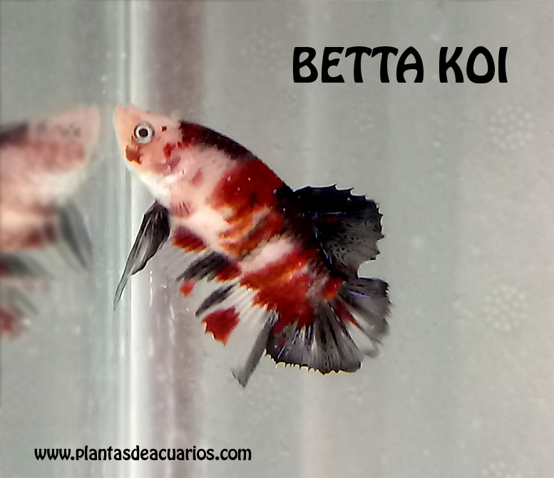 Bettas Premium, Pez Luchador, Pez Betta, Pez Combatiente, Venta ...