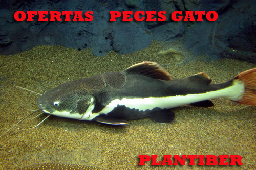 Pez Gato Invertido Sinodontis Sp €575