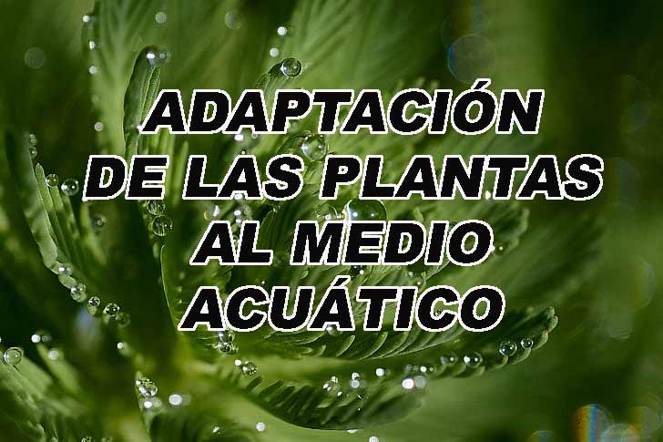 Adaptaciones de las plantas al medio acuatico | Plantiber